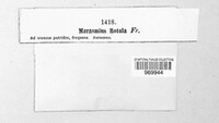 Marasmius rotula image